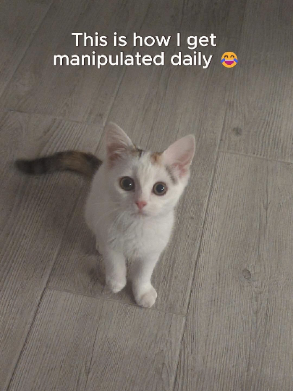 She says she’s starving. But don’t let the fluff fool you — she just ate. Twice. I gave in anyway. Obviously...  #lunathecat #hungrycat #feedme #catsoftiktok #catvideo 