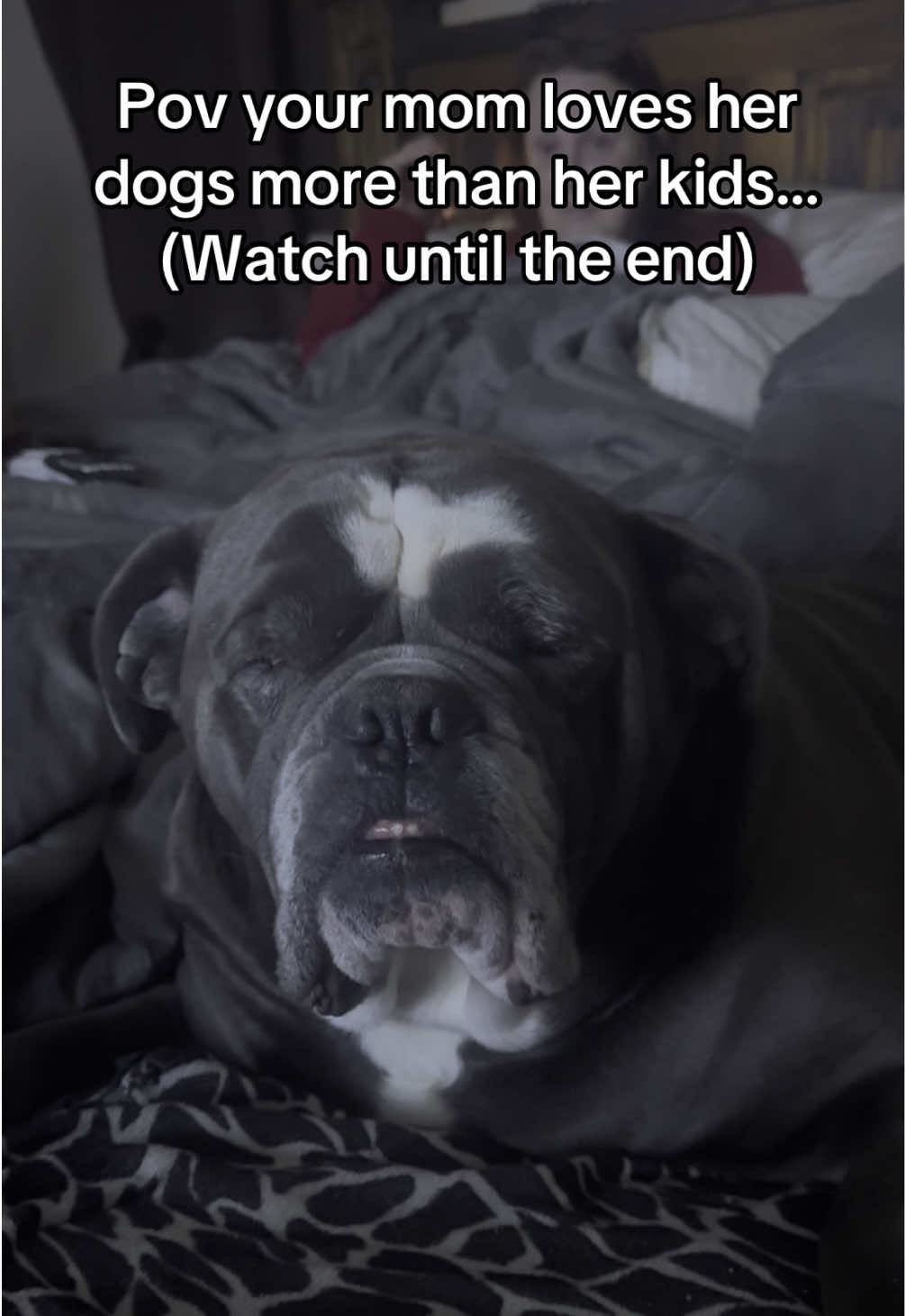 No dogs were harmed 😂  @darlastephens999  #dogsoftiktok #grumpy #englishbulldog #fyp #fypシ #pov #mom #MomsofTikTok 