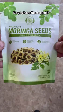 Grow your own superfood tree right at home — fast, easy, and beginner-friendly! These sprouted in just 7 days in a cup of soil. ✅ Edible leaves ✅ Packed with vitamins ✅ Grows in heat & drought Grab your seeds before they’re gone — your future garden starts today! 💚#garden #fyp #gardening #gardentok #gardening101 #gardendesign #gardeninghacks #gardentips #gardendiy #homestead #raisedbedgarden #growbags #plant #plants #plantlover #moringa #seeds #seed 