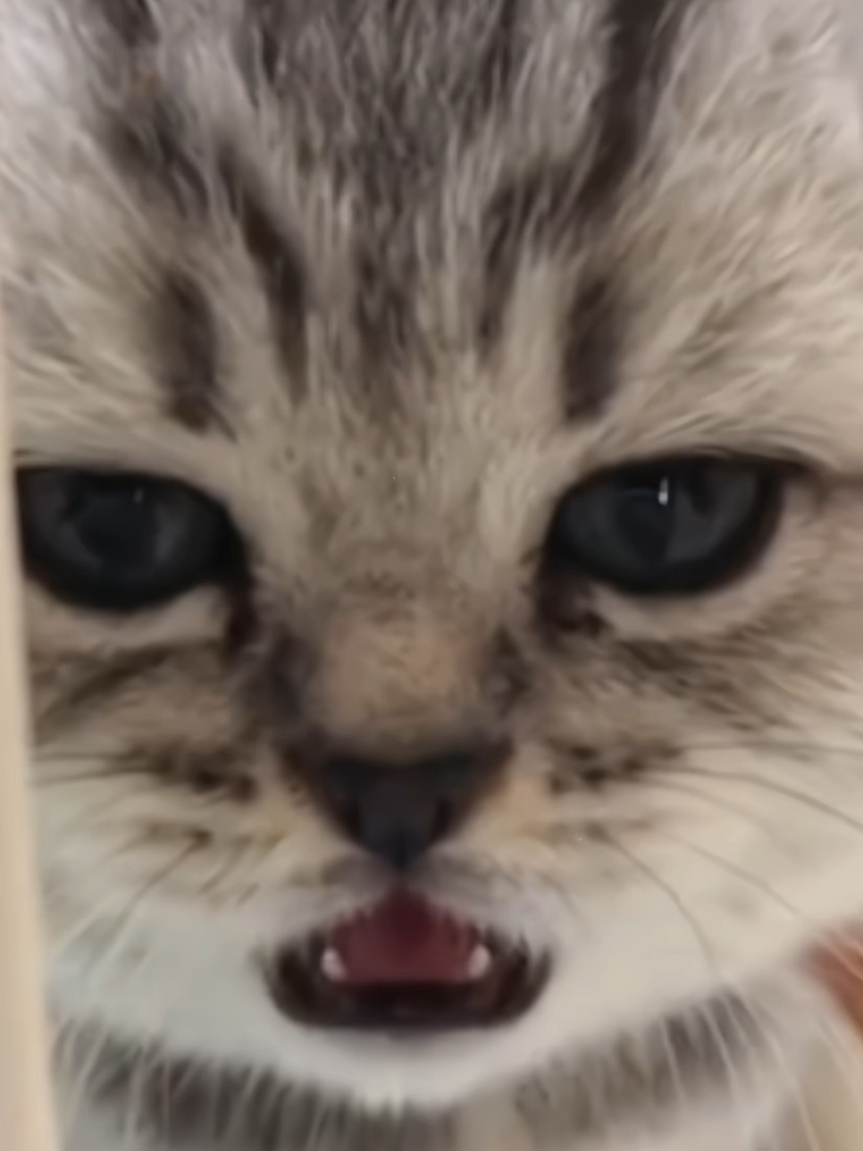 #cuteanimals #foryoupage #cutecat #funnycat #kitty 