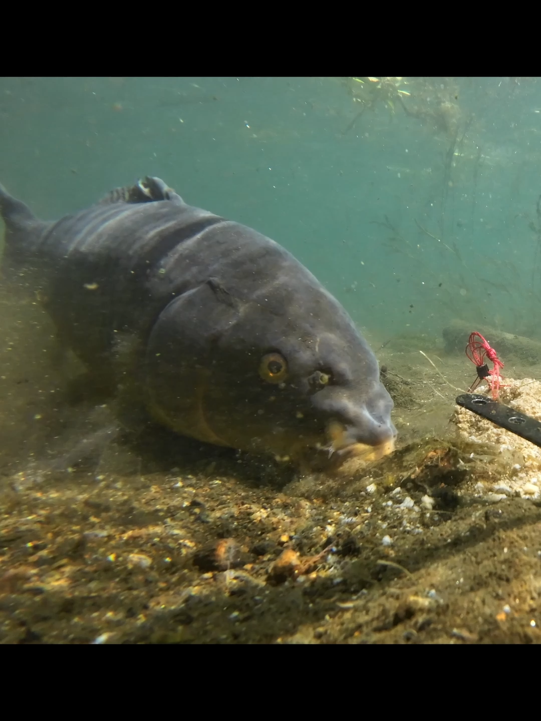 #carpfishing #fishing #underwater