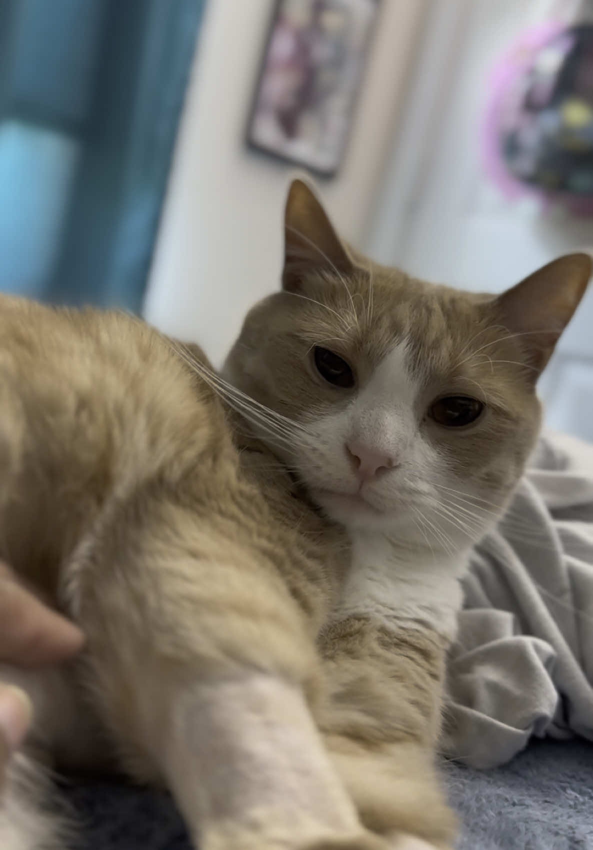 #cat #catsoftiktok #cats #orangecat 