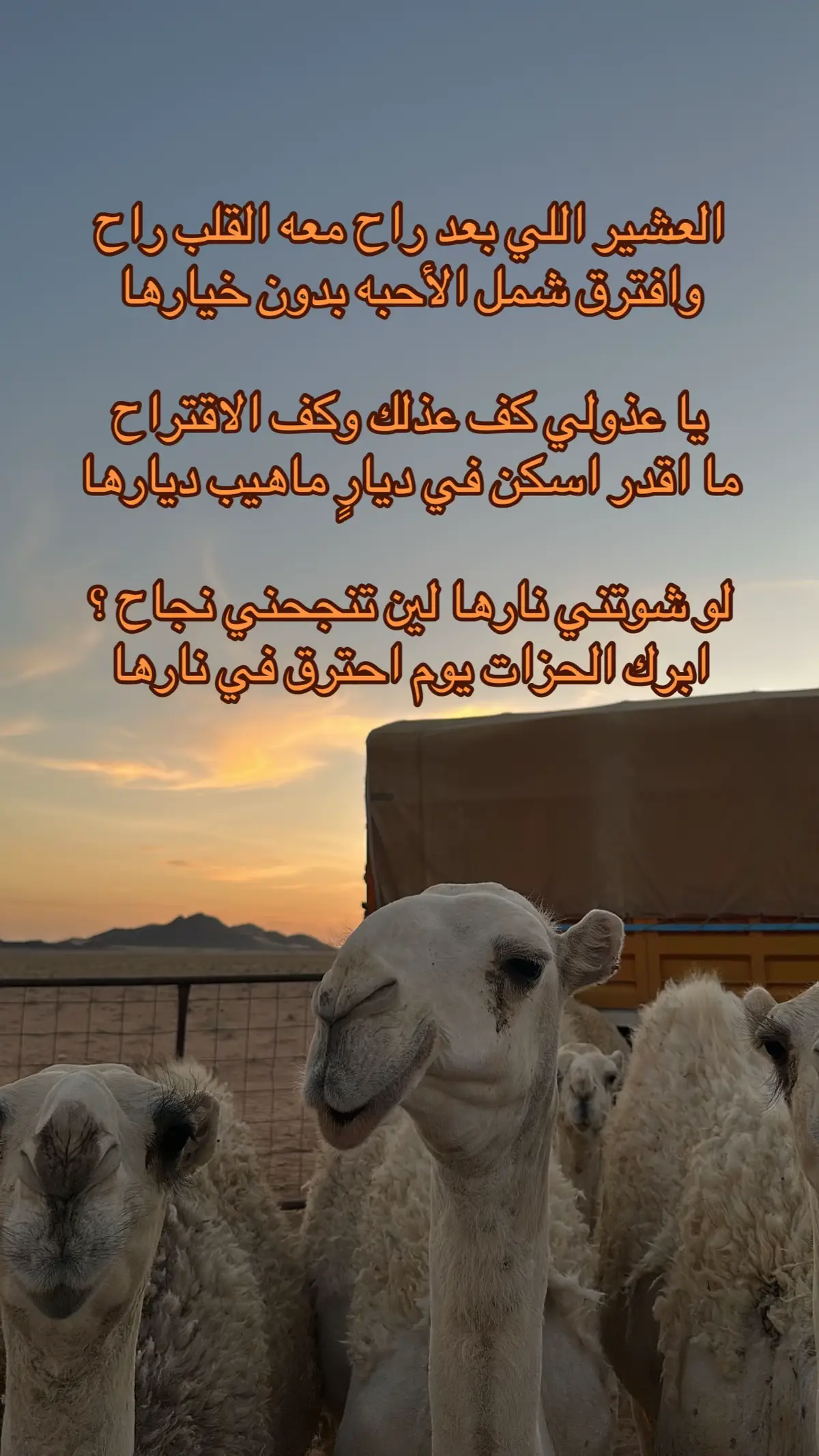 #ماشاءالله_تبارك_الله_اذكروا_الله #البل #الذود #الغبيوي #ابن_عرويل_الغبيوي #عفيف #مالي_خلق_احط_هاشتاقات🧢 #الروقي #عبدالعزيز_الوذيناني #الطايف 