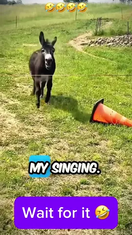😂😂😂 #dog #cat #pet #animals #voiceover #funnyvideo #foryou 