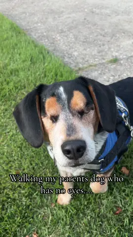 He’s pulling ME @Miss Peaches  —————————————— #dogsoftiktok #dogs #doglover #dogtok #doggo #doglife #beagle #beaglesoftiktok #beagles #beagletok #beaglelover #beaglelife #blinddog #blinddogsoftiktok #misspeaches 