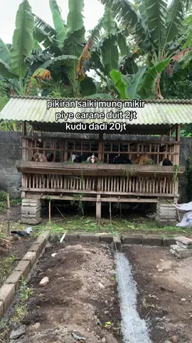 cihuyy #peternakmuda #kambing #kambingjawarandu #kambingetawa #peternakindonesia #fypシ 