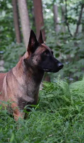 Comin in STYLE  Where are my Malinois lovers at👀👀                                        *sound is public domain*        #belgianmalinois #belgianmalinoisofinstagram #malinoispuppy #malinoisofficial #malinoislovers #malinoisofinstagram #puppy #malinoisworld #happydog #malinois #beautifuldog #DogTraining #shepherd #malinoislovers #dogstagram #malinoisarmy #beautifuldogsofinstagram #dogs #doglover #dogsofinstagram #doginsta #dog #workingdog #puppiesofinstagram #puppylove #workingdog #naturephotography #k9 #k9unit #k9training 