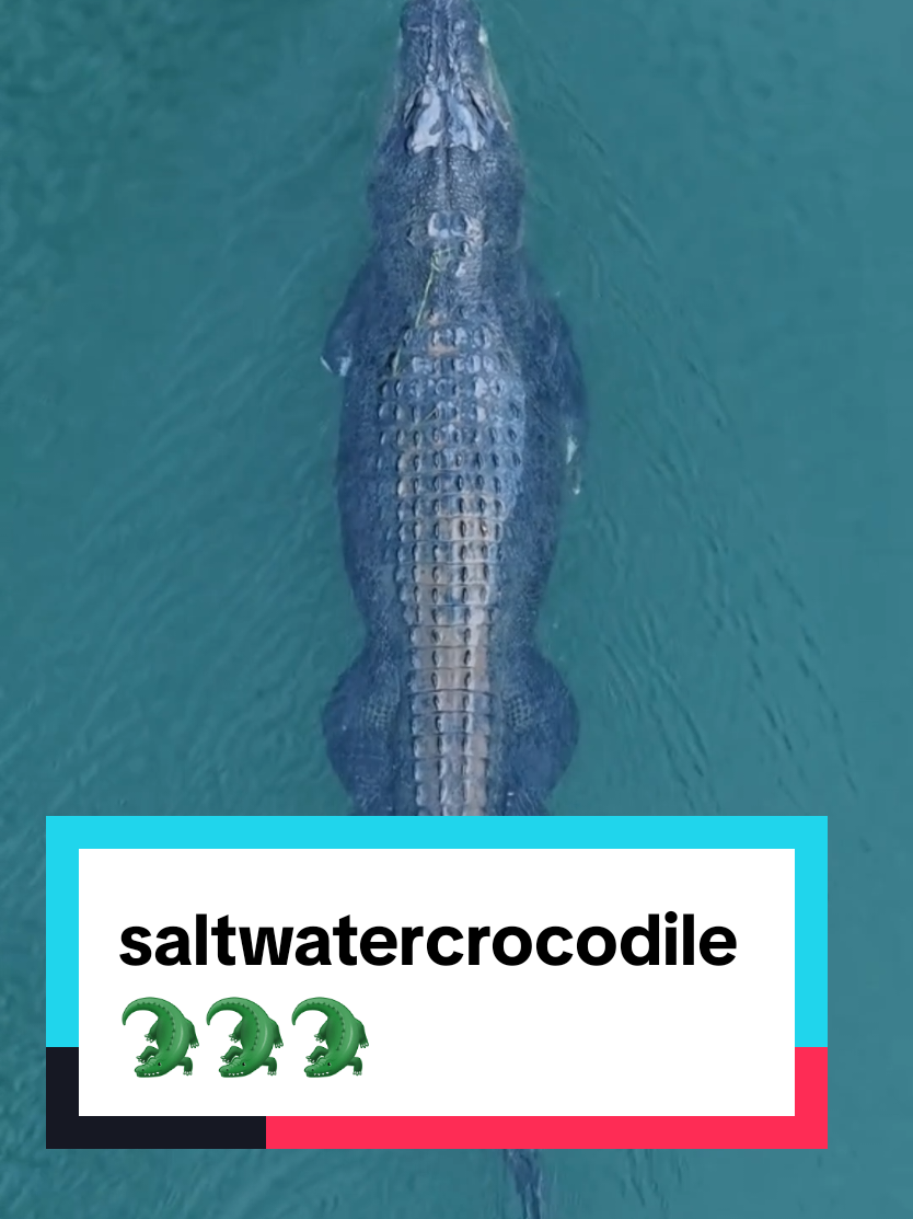 leisurely cruise along the Ord. #saltwatercroc#saltwatercrocodile#cro codiles#crocodilesofinstagram#crocodi lesoftheworld#naturevideography#dro nevideography#thekimberleyaustralia# eastkimberley#lowerordriver#ordriver# kUnunurra#wyndham#indigenous 