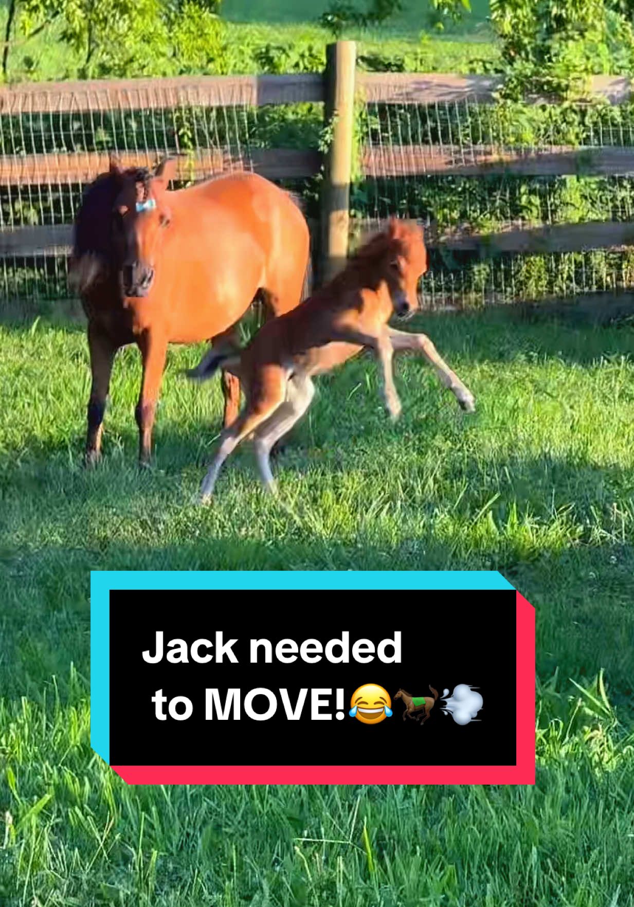 Jack needed to MOVE!😂🐎💨 #minihorse #minifoal #minihorsesoftiktok #babyhorse #newbornfoal 