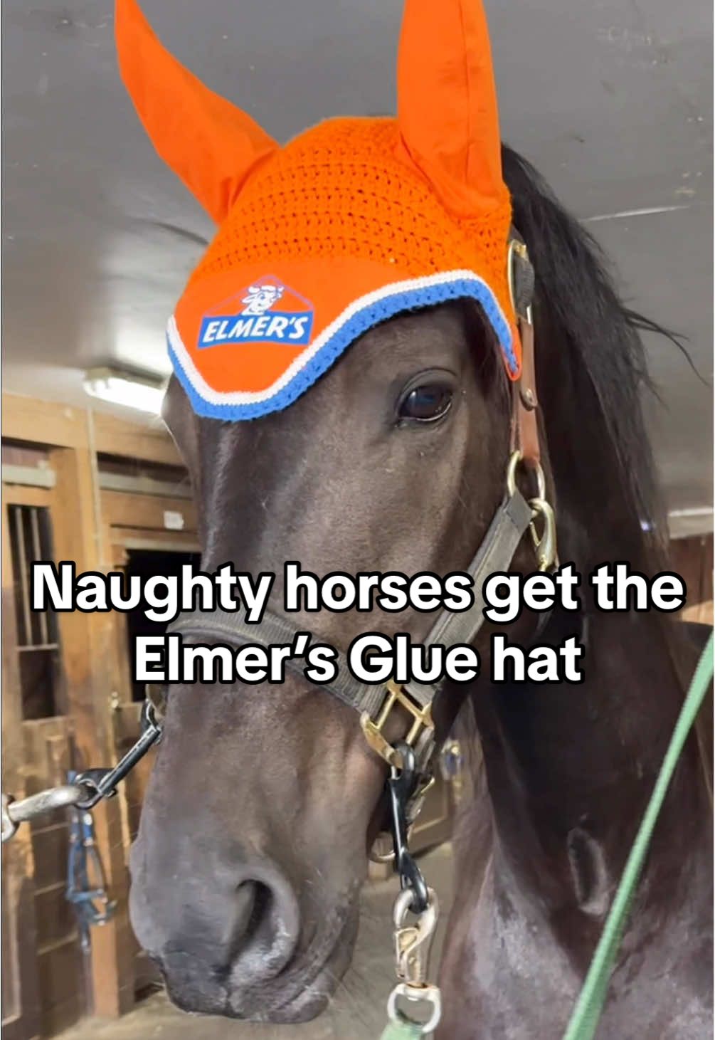 On a scale of 1 to unhinged, how much does the horse you ride need this? 🤪 #equestrian #equestriangirl #horserider #pony #horse #fyp #trending