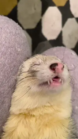 I’m alive, I’m ded #ferrets #ferretsoftiktok #ferretsareawesome #ferretsforever #ferretslove #hyunjin #ferret 