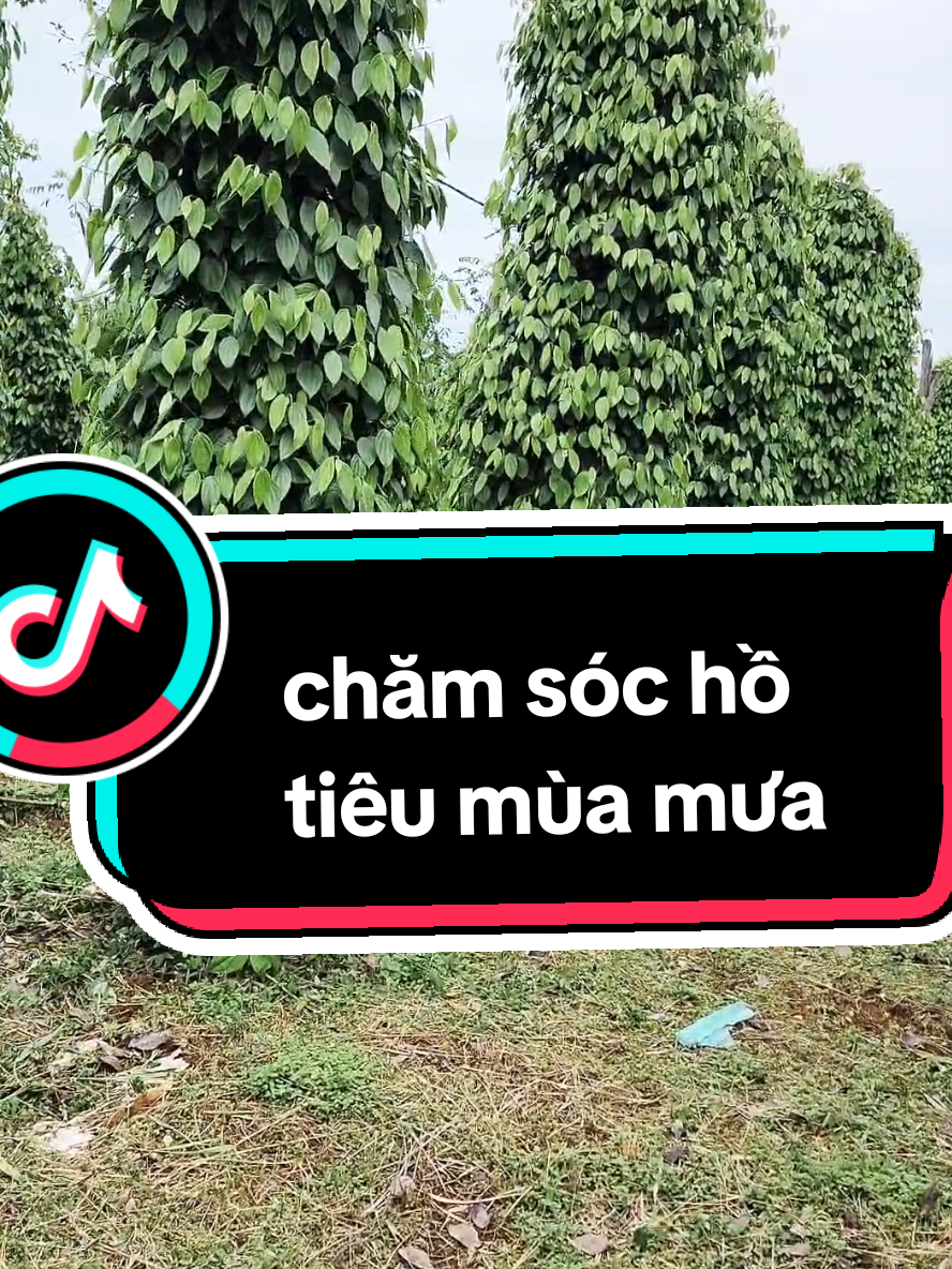 chia sẻ về hồ tiêu mùa mưa #xuhuong #xhuong #nongdan #nongnghiep #tieu 