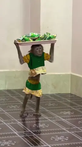 That's it#Monkey #Funny 