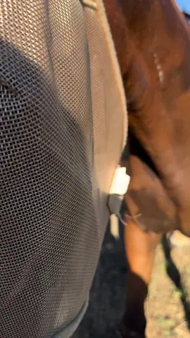 #HealingJourney #horse #tiktopcreatorpilotprogram #horsepeople #horserescue #horsesoftiktok #horselife 