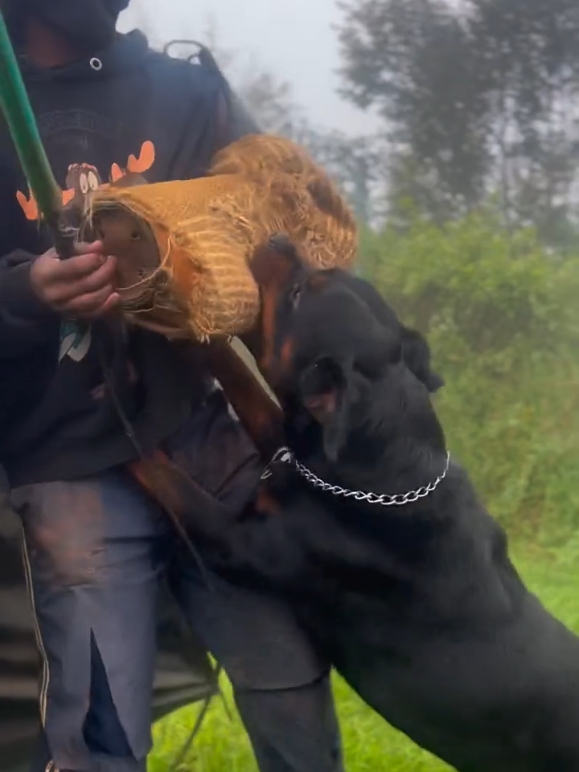Rottweiler Attacking Man to Defend Owner 🔥🔥🔥🔥 #rottweiler #rottweilerpuppy #rottweilersoftiktok #caes #rottweilers 