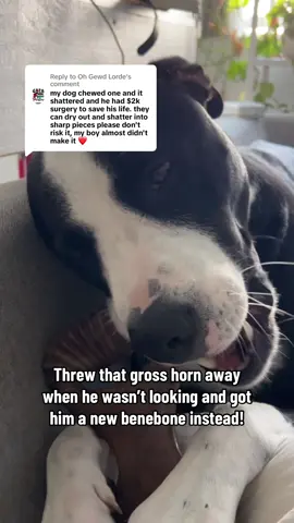 Replying to @Oh Gewd Lorde thank you for the warning! 🫶🏽 he’s obsessed with his new @Benebone already! #dogmom #dogtoy #benebone 