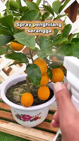 sangat berkesan menghalau serangga  #sprayserangga #sprayantiserangga #spraytanaman #kebunsayurmini #kebuntepirumah 