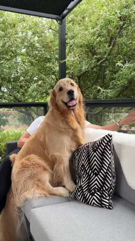 I'm surplus to requirements once Dad comes home 😂 #goldens  