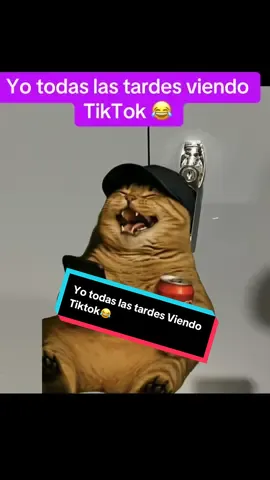 Yo todas las tardes viendo tiktok #gatos #meme #funnyvideos #humor #tiktok #fypシ #cats 