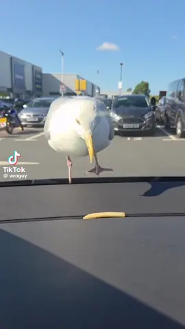 Follow me for more content like this. #fyp #destinseagulls #florida #floridaman #ai #aigull #seagull #yourmom #frenchfry #car #windsheild