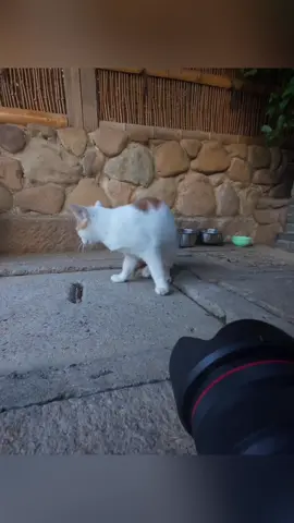 Cat Photography #usa🇺🇸 #catlover #catsoftiktok #funnyanimals #dog 
