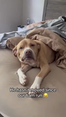 The appearance of the dog just waking up #fyp #fouryou #funny #funnyvideos #dog #dogs #funnytiktok 