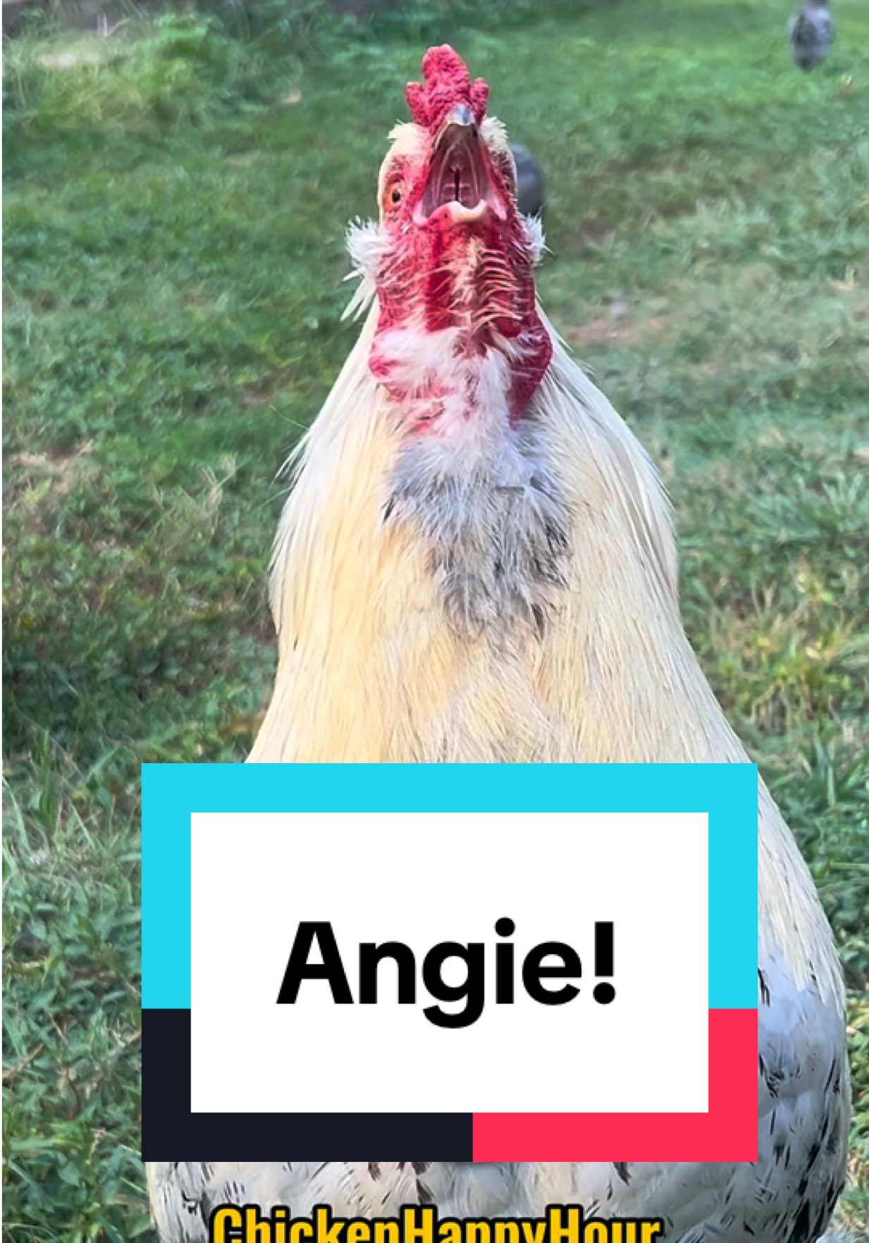 Frankie is summoning you #angie #angela #angelina #rooster #chickenhappyhour  