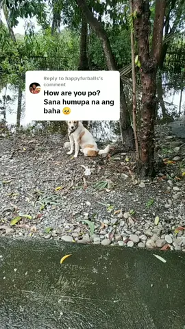 Replying to @happyfurballs  #aspin #dogsoftiktok #crising #baha #bagyo #rescuedog #aspinlover #dontleaveyourpetsbehind #creatorsearchinsights 