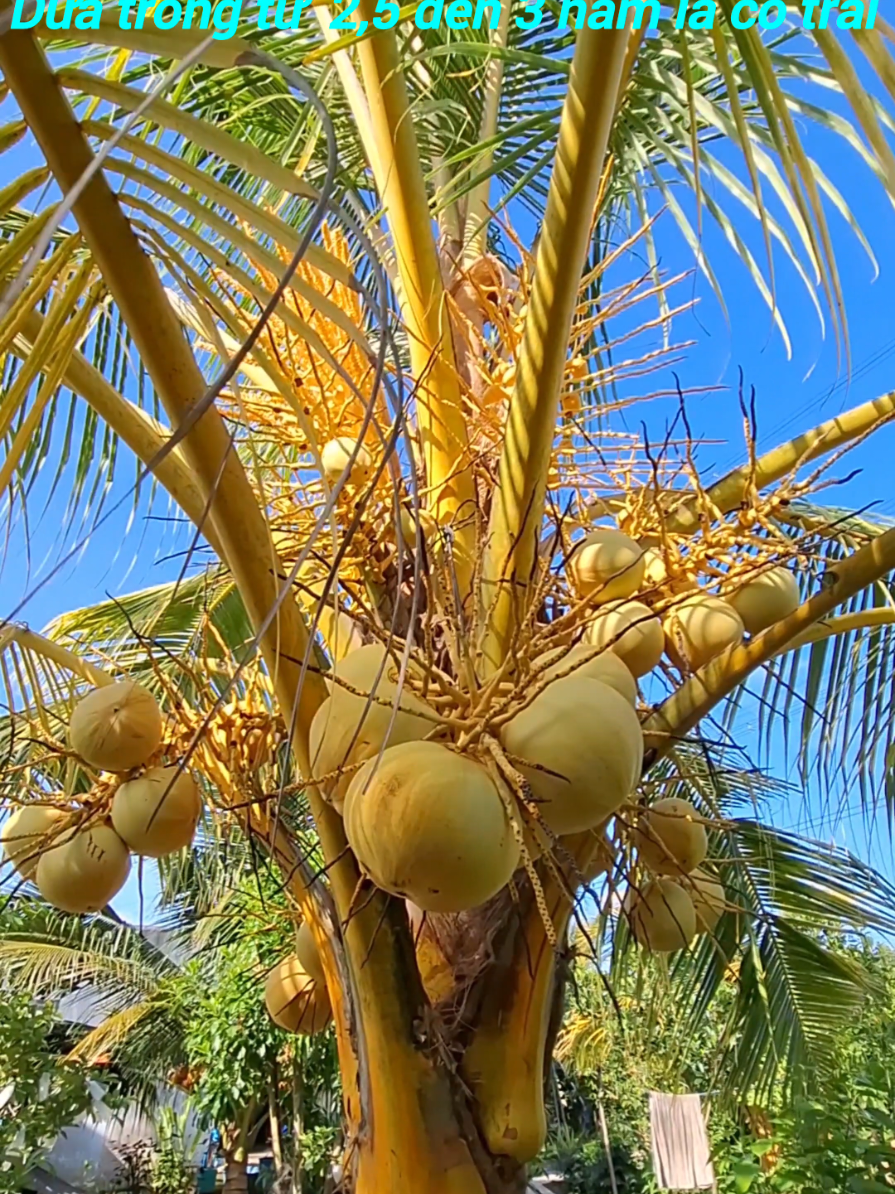 Giống Dừa Xiêm Vàng ( Dừa Tam Quan ) chuẩn giống to tròn, nước ngọt thơm, màu vàng tươi đẹp #duatrungtet 