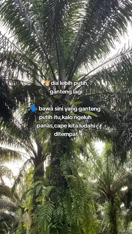 #fyp #fyppppppppppppppppppppppp #sawit #petanimuda #storysawit🌴🌴 