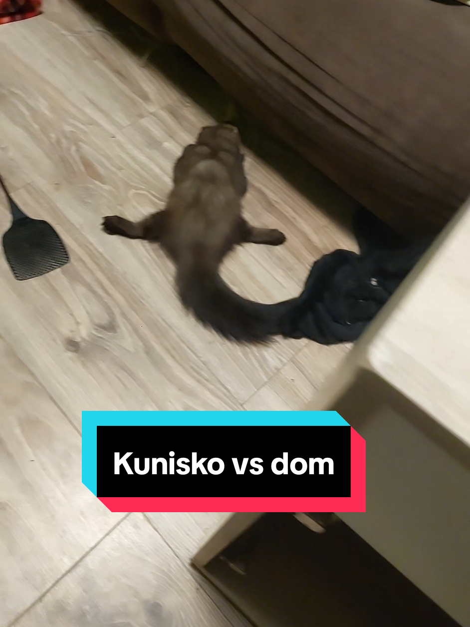 Ech... Nie zliczę ile rzeczy już mi kuny rozwaliły. Najgorsze, że obecnie kunisko umiłowało sobie łóżko #kuna #kunakunisko #dzikiezwierzę #meble #zwierzę 