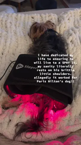 He’s 9 and ppl still think he’s a puppy. The second that stops you’ll have to lock me away. I will be unwell. #dogsoftiktok #yorkie #redlighttherapy 