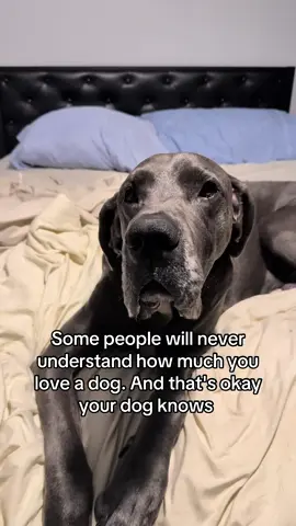 The best dog ever #dogbreed #pov #fyp #dogsoftiktok #doginfluencer #dogmom #PetsOfTikTok #greatdane 