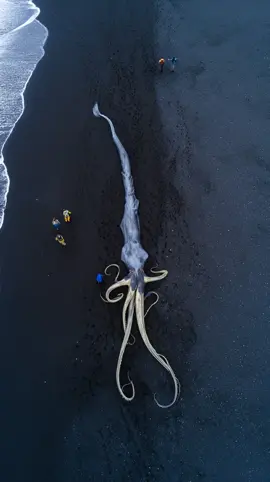 Calamari 🦑 Created using @Hailuo AI (MiniMax) #viral #viralvideos #viralreels #viralvideo #viralpost #trending #trendingreels #fyp #fypシ #fypage #foryou #theaiexperiment #instagram #instagood #ai #aiart #hailuo #haliuoai #aiartcommunity #tiktok #fun #funny #foryoupage #funnyvideo #funnyvideos #history #historytok #story #storytime #squid #seafood #calamari 