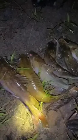 @brambrcino1 #mancing #ikan #baung #strike  #sungai #kalimantan  #borneo #alam #fyp 