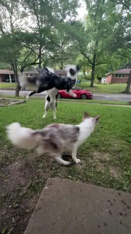 Tavia really hits heights! We were chilling visiting family and enjoying the evening 🥰#Dog #Dogs #BorderCollie #Videos #Fun #Play #Ball #Outdoors #Love #❤️ #dogsoftiktok 
