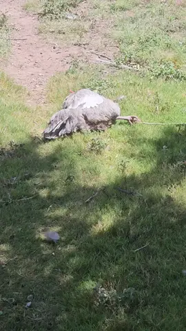 Dude, I thought she was dying because I coukd see her breathing.  😂🤣 #chicken #chickennap #ranchlife #funny 