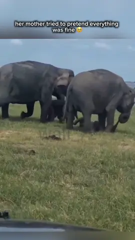 🥹 #elephant #pooranimals #sad #sadvibes #sadstory #animal #animallife #fyp #viral 