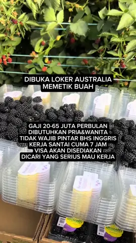 INFO PENDAFTARAN CEK DI BIO PROFIL #infoloker2025  #foryoupage  #yxbca  #lokeraustralia  #lokerterbaru 