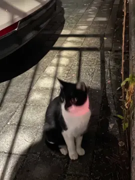 My chemical romance-Cancer #mychemicalromance#cancer#cat