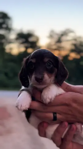 Perfection😍 #dachshundpuppy #dachshundsoftiktok #fyp #dogsoftiktok #dogsoftiktokviral 
