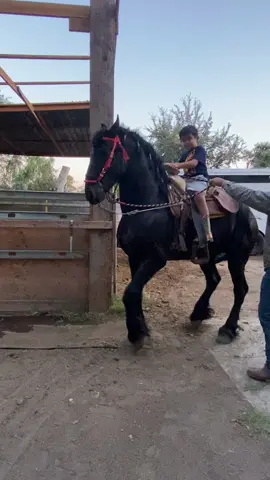 🐴🐎#josepio #caballobailador #frisian #caballo #caballosbailadores 