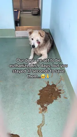 Just 10 seconds wouldn’t hurt 🙏 #dogs #dogshelter #doglover 