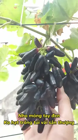 Móng tay đen trồng túi vải trên ban công
