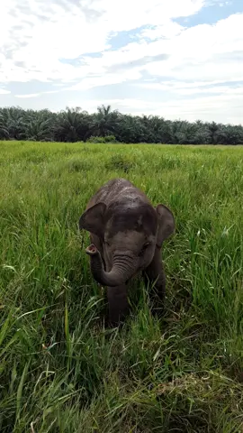 Bayi gede 🐘 #gajahsumatera #gajahlucu #bayigajah 