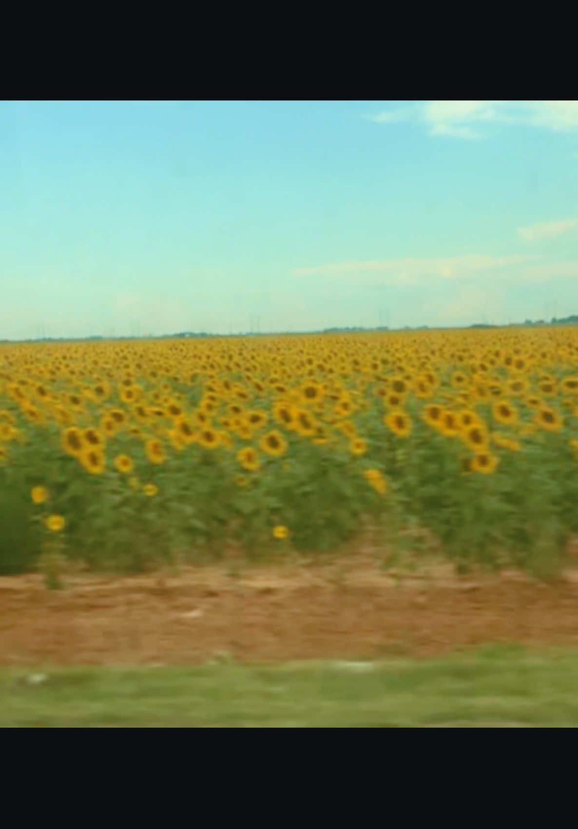 #sunflowers #🌻 #sunflower #amazing #dreamer #fieldofdreams #yellow #sun #daytime #adventure #fyp #ozzy #travels #millions 