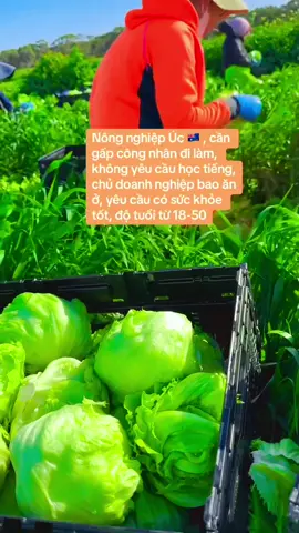 🎯 Hỗ trợ lên đến 80% chi phí – tiết kiệm cực lớn 📲 Gửi tin nhắn ngay hôm nay – đội ngũ chuyên môn sẽ tư vấn 1:1                                                  Muốn giàu thì đi Úc 🇦🇺 #uc #xkld 