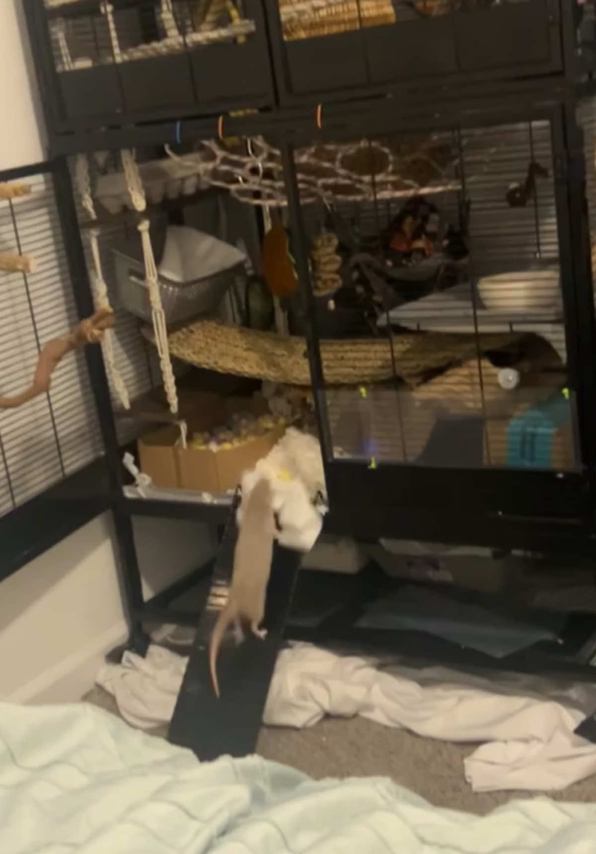 Meet Pip, the nest building pro🐀🤍 #PetRat #RatTok #RatsOfTikTok #CutePets #TinyThief #PipTheRat #RodentLife #RatLove #ratmoments 