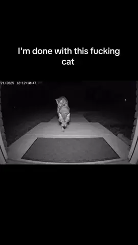 #cat #coyote #ringcamera #footage #fyp 