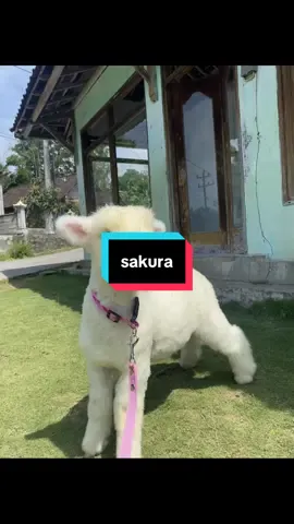 namanya sakuraa 😍 #baba_farm #peternakdomba #peternakmuda #fatteningdomba #bredingdomba #merino #merinos              